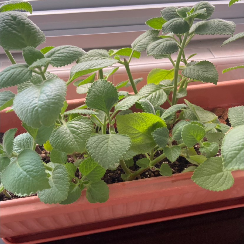 Healthy Mexican Mint plant in a rectangular planter with green leaves.