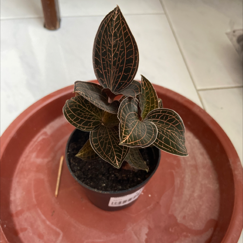 Jewel Orchid in a small pot with dark green leaves and prominent veining, placed in a larger tray.