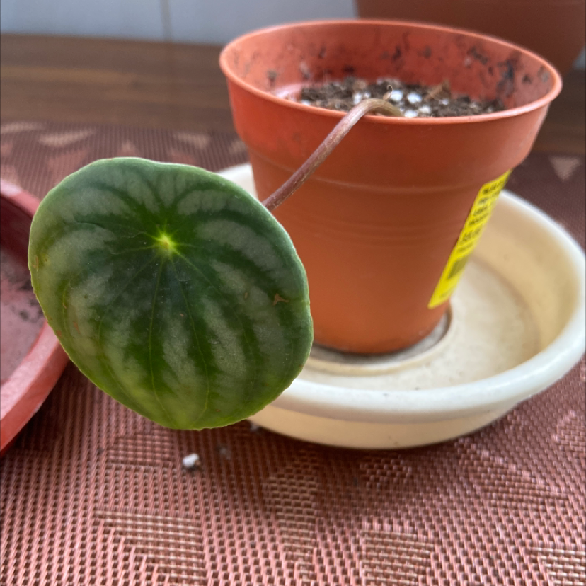 Watermelon Peperomia plant in a small pot with visible soil and a single prominent leaf.