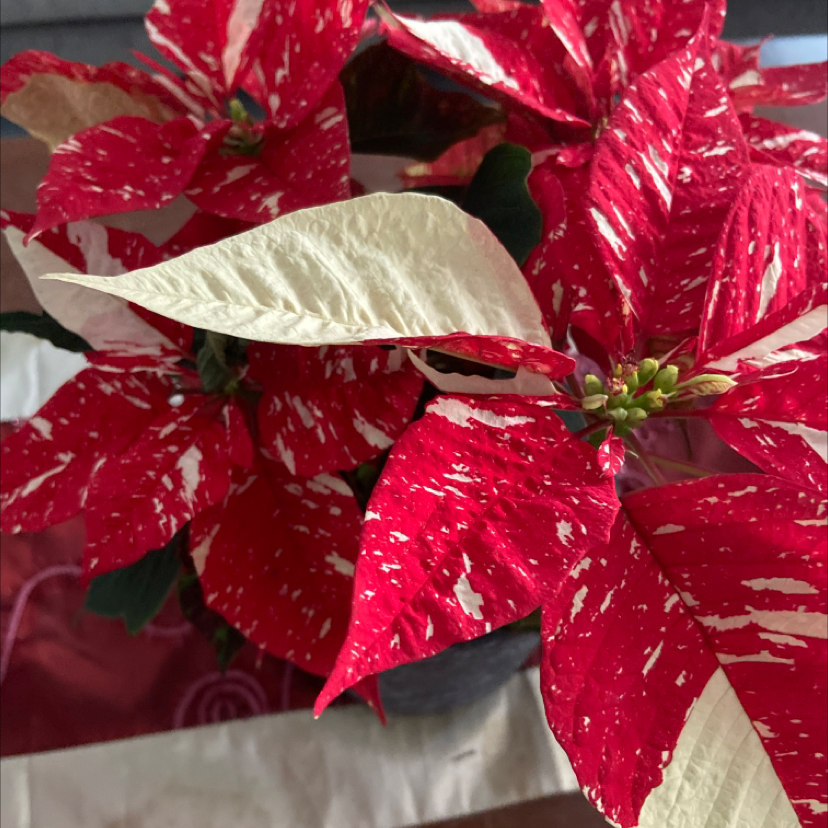 Poinsettia plant with red and white variegated leaves, appearing healthy.