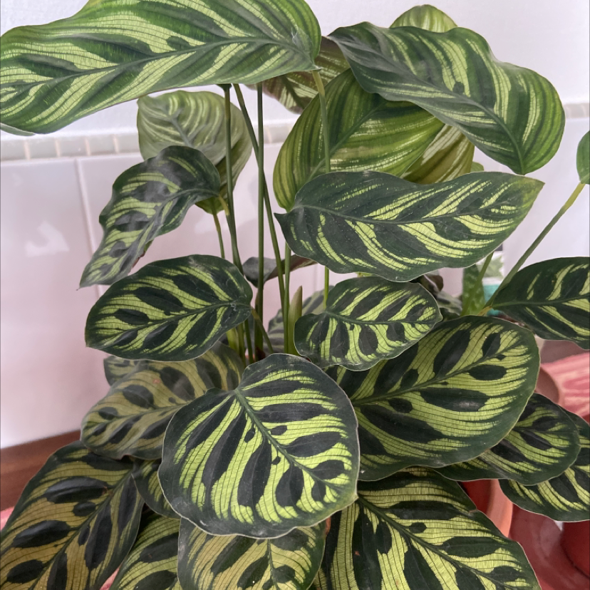 Healthy Cathedral Windows plant with vibrant green and dark patterned leaves.
