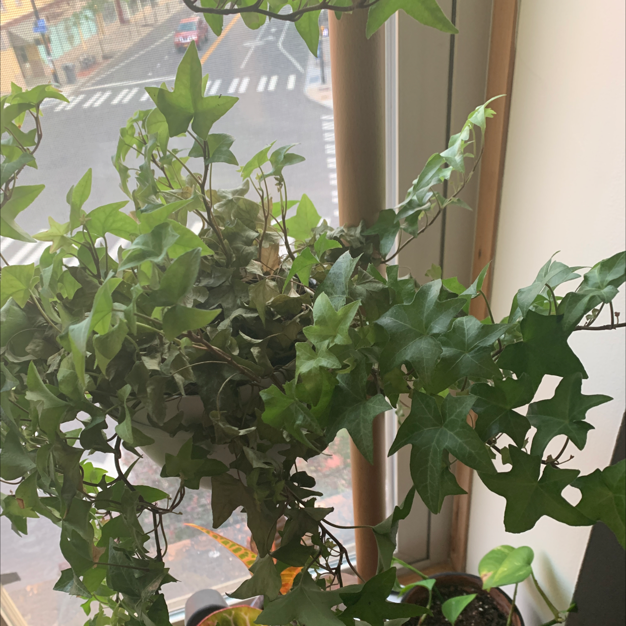 English Ivy plant photo by Jacob named Ivy #2 on Greg, the plant care app.