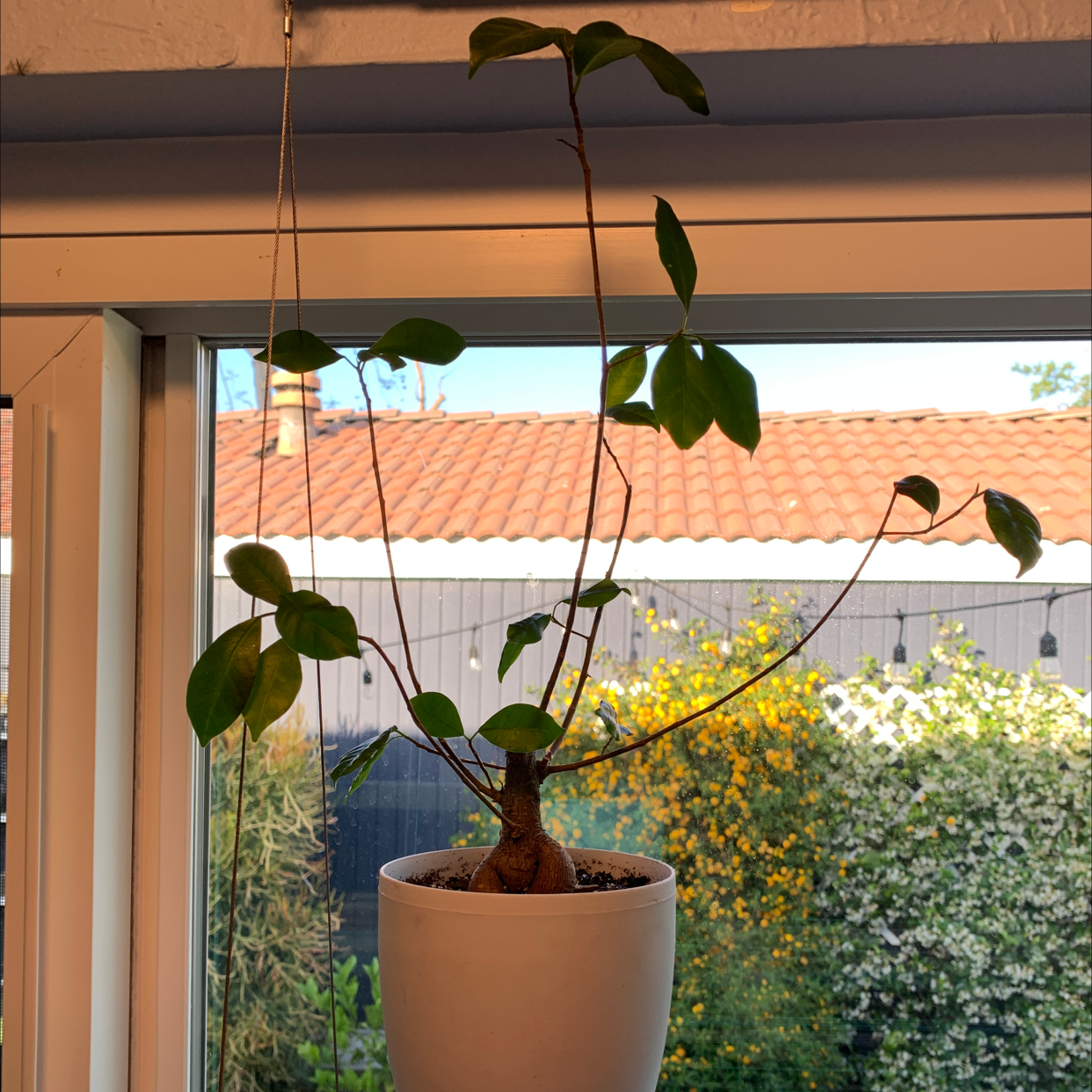 Ficus Ginseng plant photo by Rachael named Baby Mandrake on Greg, the plant care app.