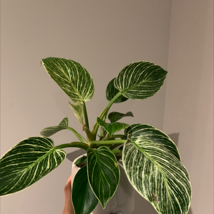 Philodendron Birkin plant photo by Morgan named Assley on Greg, the plant care app.