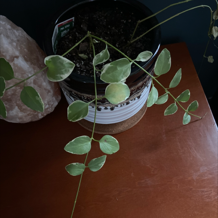 Healthy potted Greater Periwinkle plant with glossy green leaves, growing in dark moist soil, well-framed against a dark background.