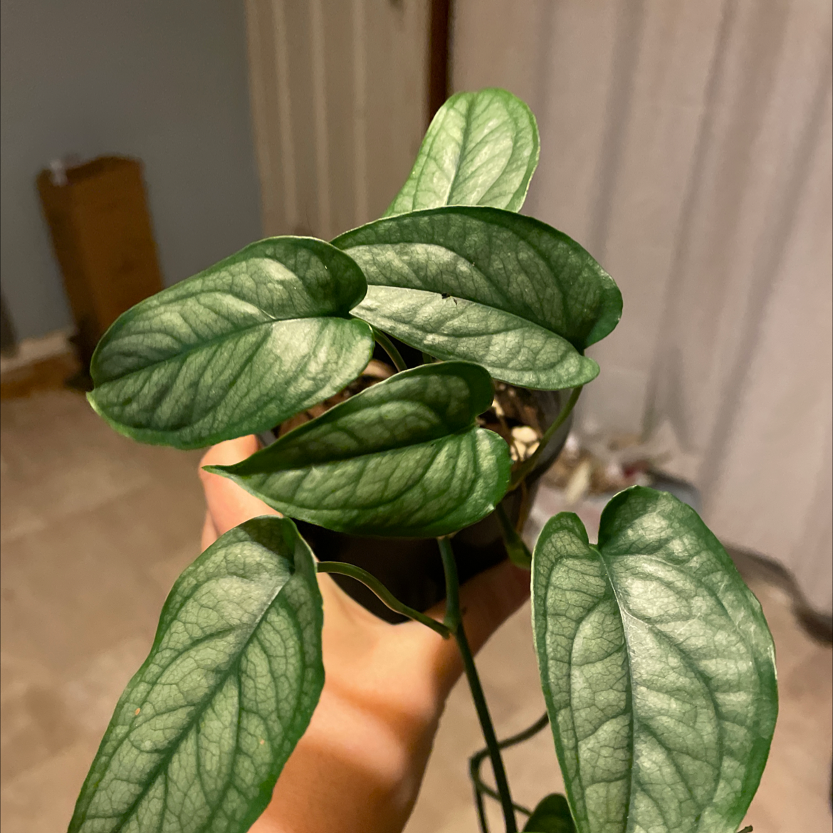 Silver Monstera plant with healthy green leaves and silver pattern, held by a hand.
