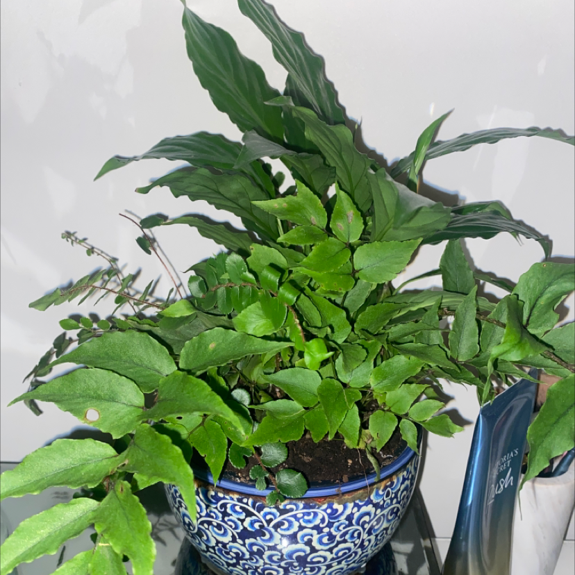 Potted House Holly-Fern with vibrant green leaves in a decorative blue pot.