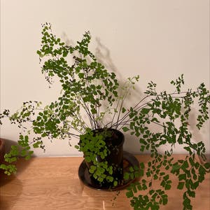 Maidenhair Fern plant photo by Emily named Maiden on Greg, the plant care app.