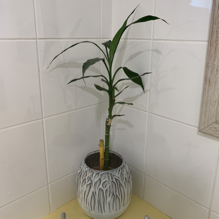 Lucky Bamboo plant photo by @kirstieg named Bambi on Greg, the plant care app.