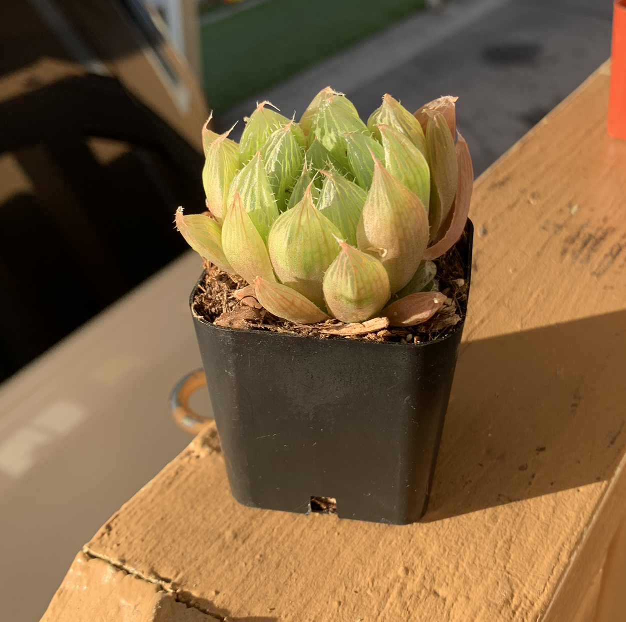 Haworthia cooperi succulent in a black plastic pot, healthy green leaves.