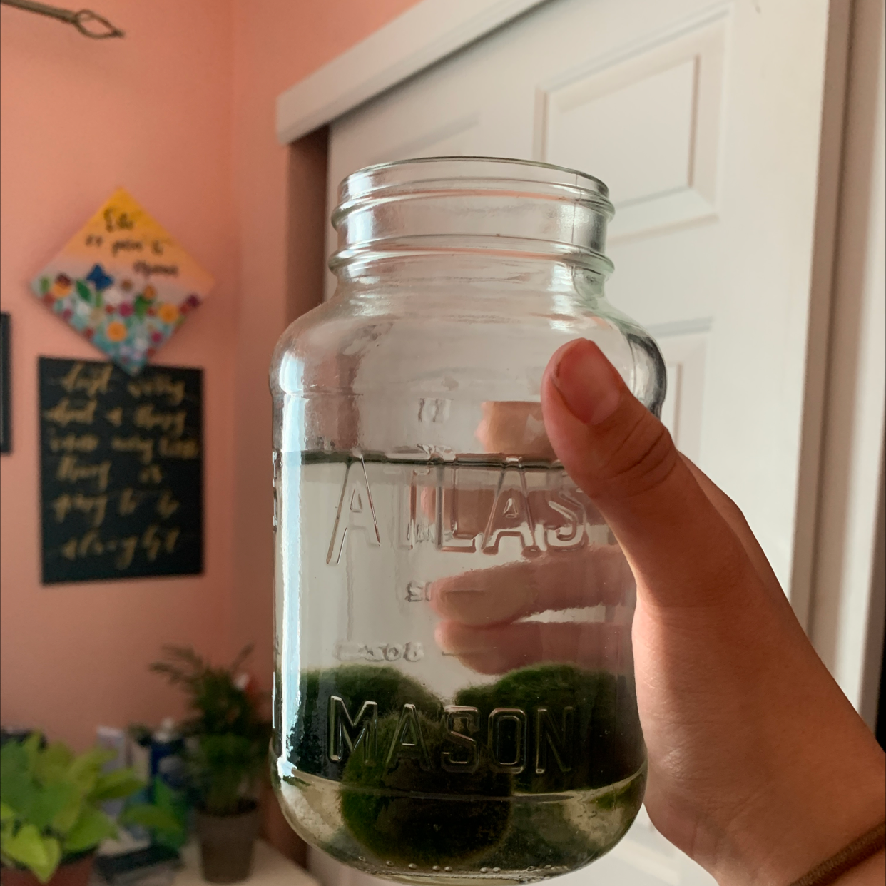 Photo of the plant species Marimo by @avemar named My balls on Greg, the plant care app