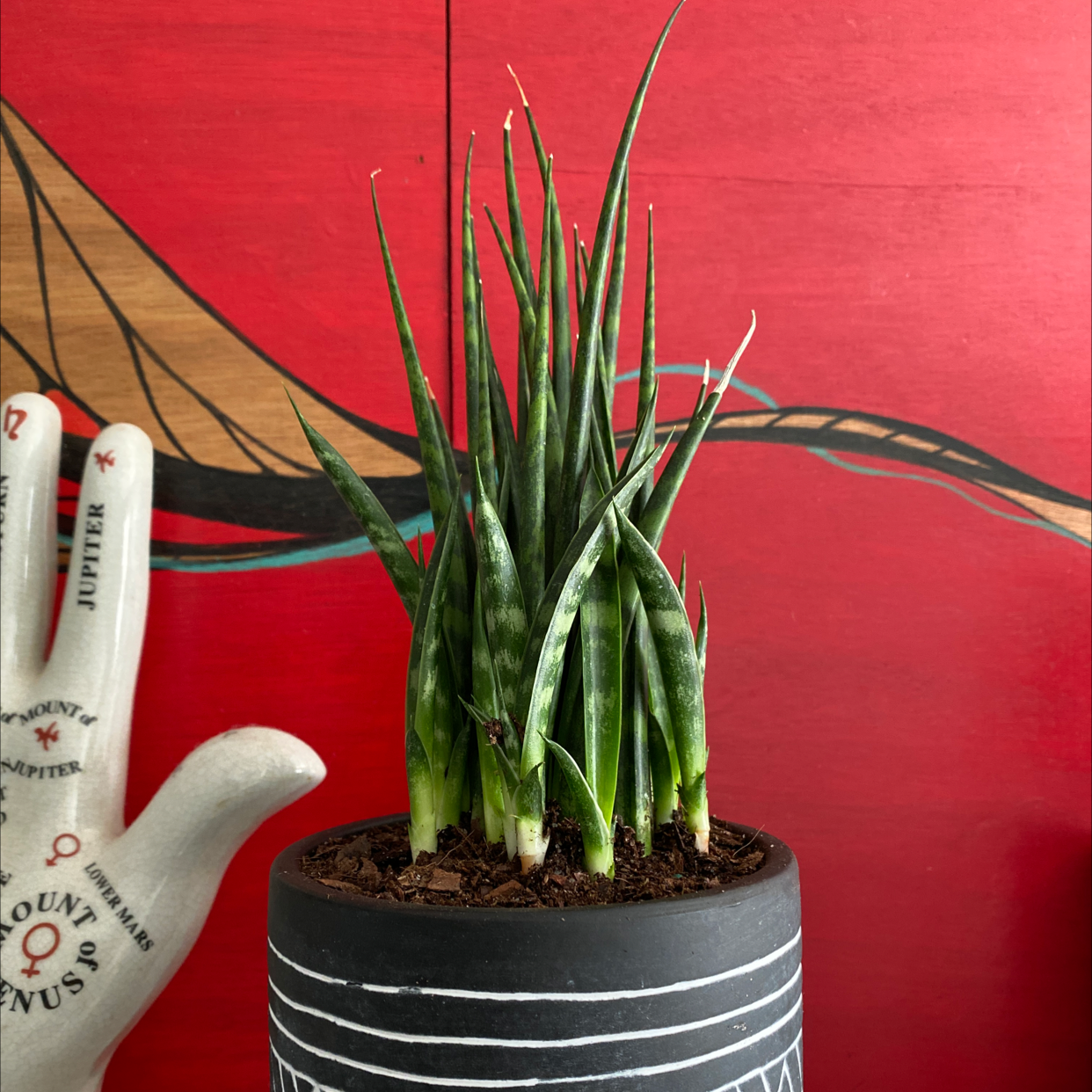 Dracaena 'Mikado' plant in a pot with visible soil, red artistic background, and a hand-shaped object.