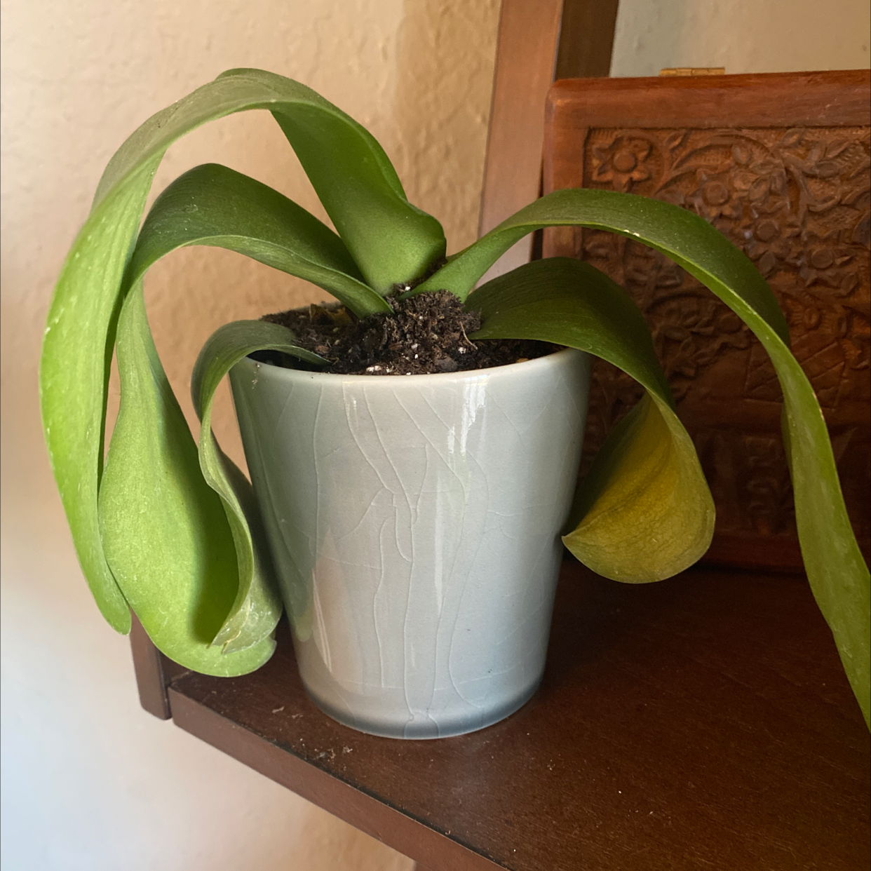 Jewel Orchid in a pot with drooping leaves, placed on a wooden surface.