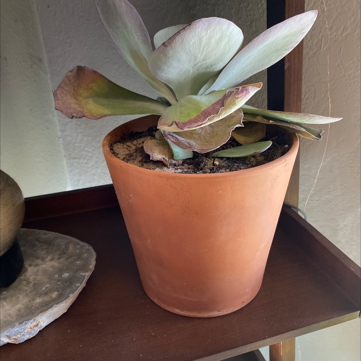 Flapjacks plant (Kalanchoe thyrsiflora) in a terracotta pot with some browning leaves.