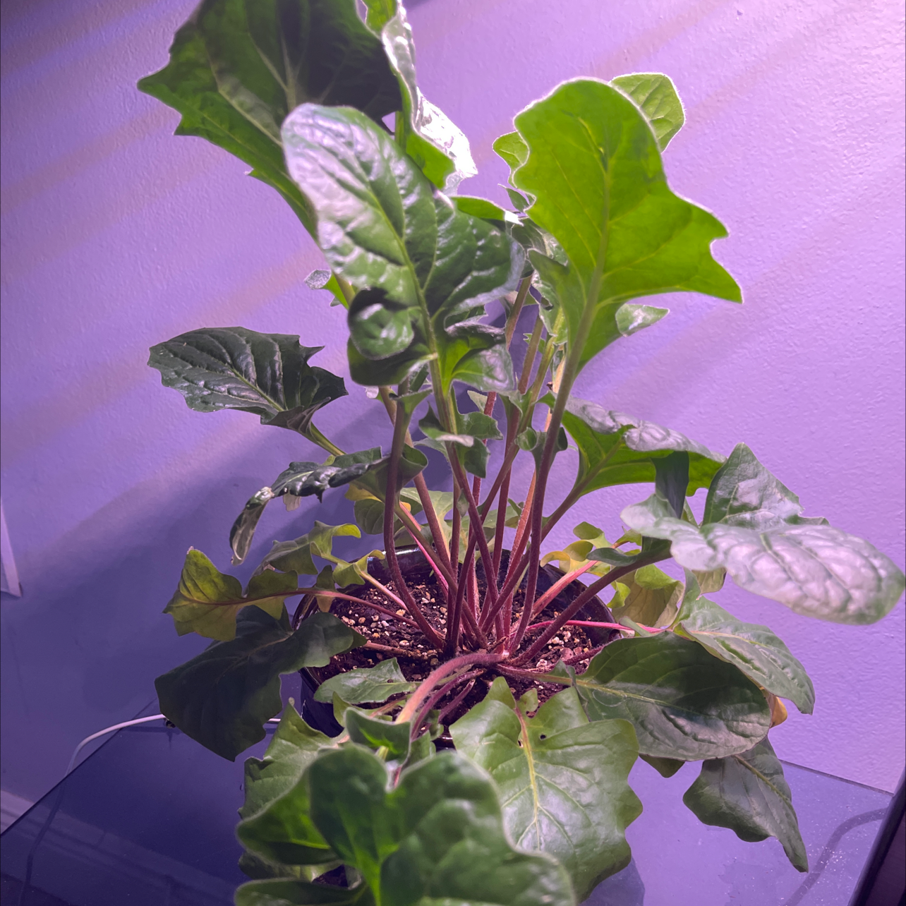 Photo of the plant species Gerbera by @raridamour named pyramid￼ on Greg, the plant care app