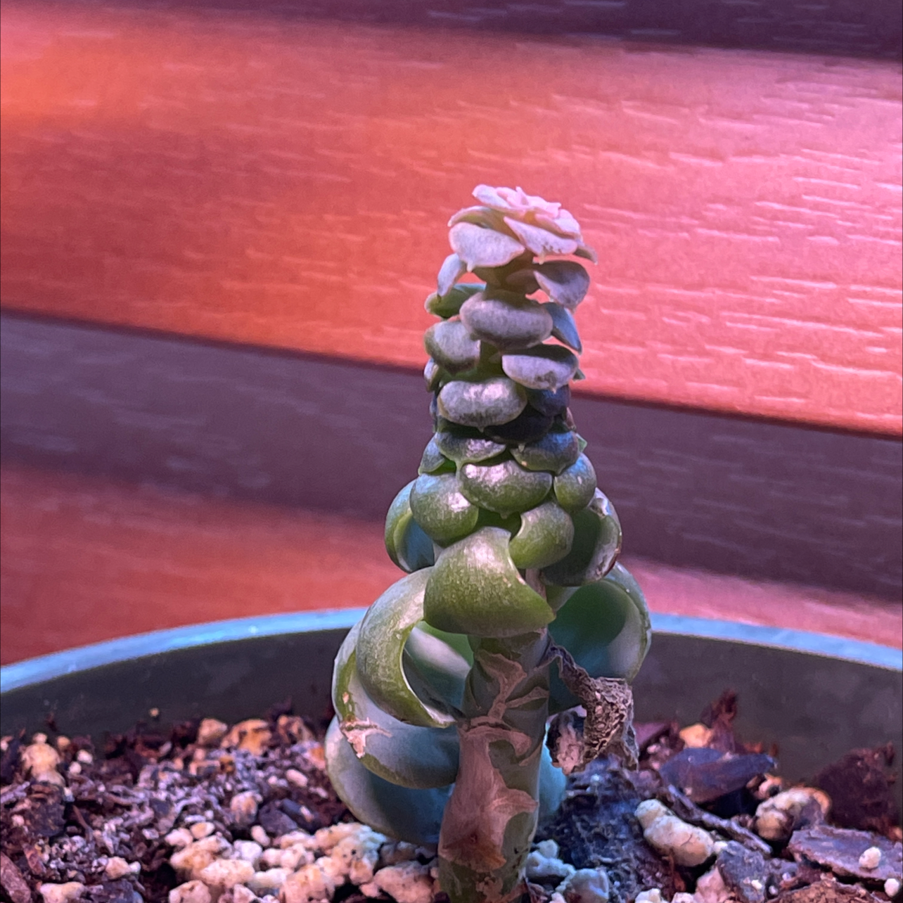 Crassula cotyledonis plant in a pot with visible soil, well-framed and in focus.
