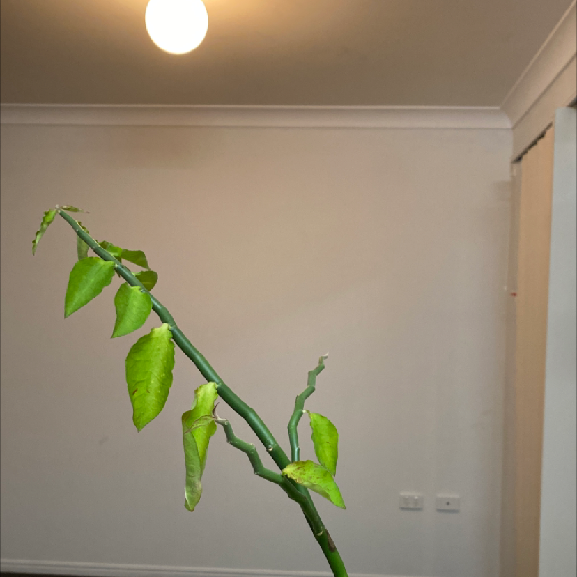 Healthy green Japanese Poinsettia plant with long leaves growing indoors under a light fixture.