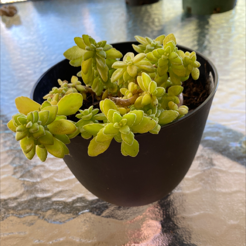 Potted Palmer's Sedum plant with green leaves on a glass table.
