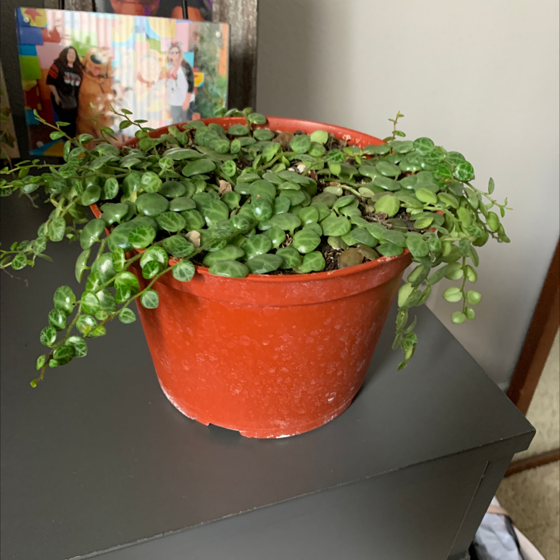 String of Turtles plant in a red pot, healthy green leaves, no visible soil.