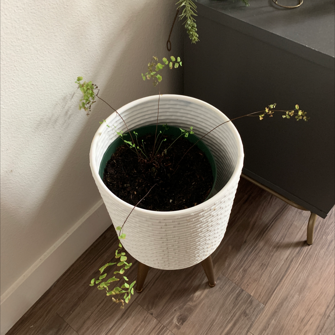 Potted Maidenhair Fern with sparse fronds, some yellowing and browning, in a white pot on a stand.
