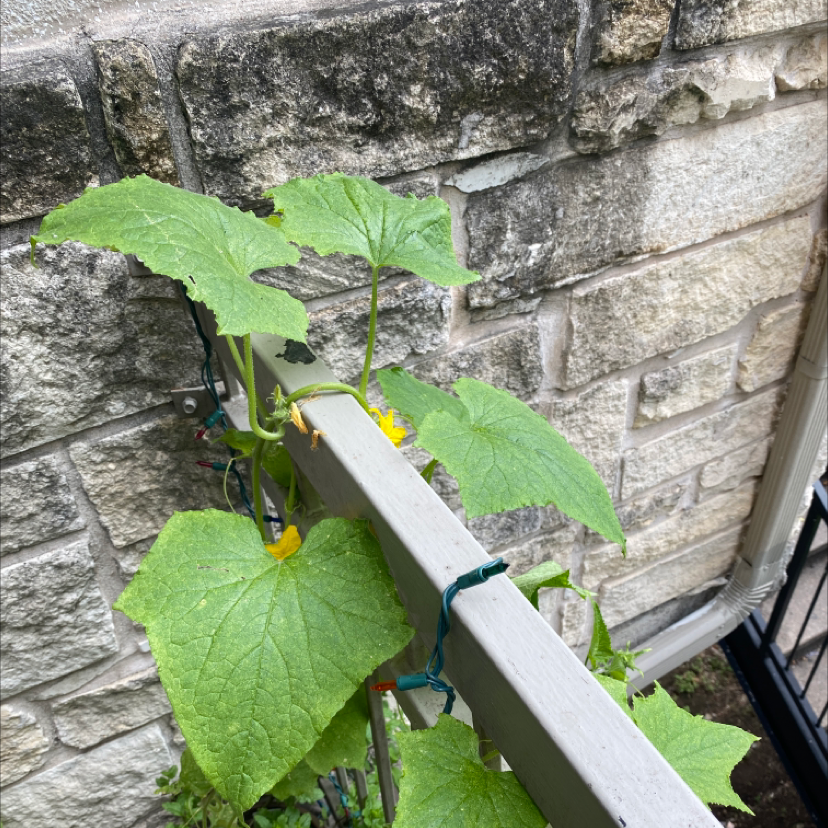 🥒 Does My Cucumber Need Direct Sunlight?