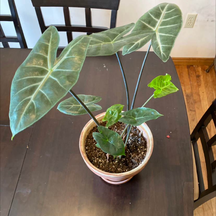 Potted Green Velvet Alocasia plant with large, dark green leaves on a table.