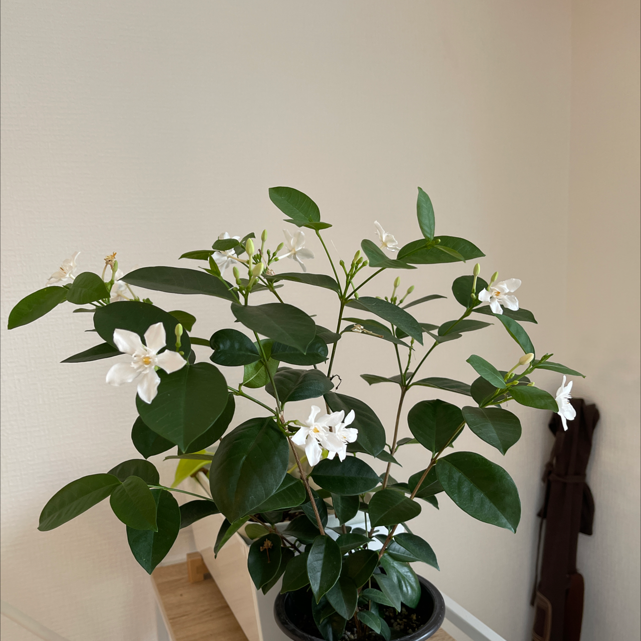 💧 Why Are My Star Jasmine Leaves Droopy?