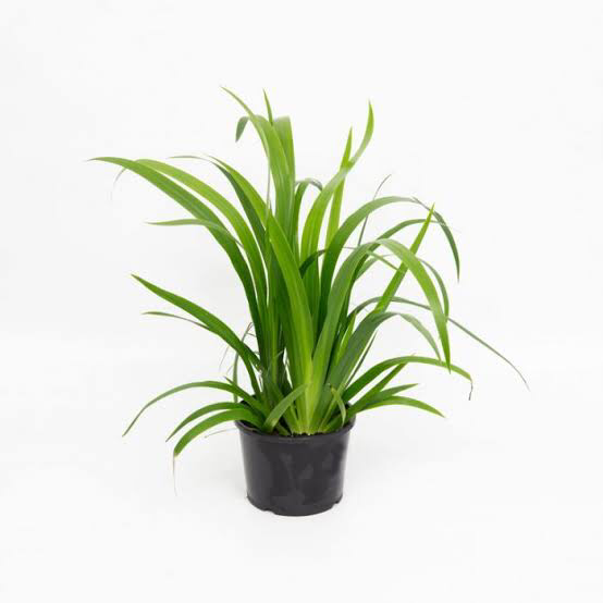 Photo of the plant species Trimezia northiana by Mikaela named Grace on Greg, the plant care app