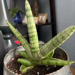 Starfish Snake Plant plant photo by @treehuggin_jess named Sal on Greg, the plant care app.