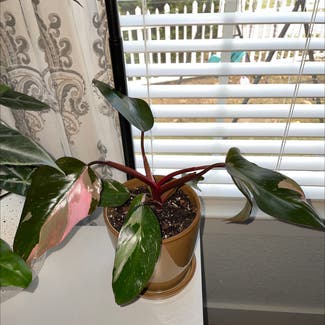 Pink Princess Philodendron plant in Norfolk, Virginia