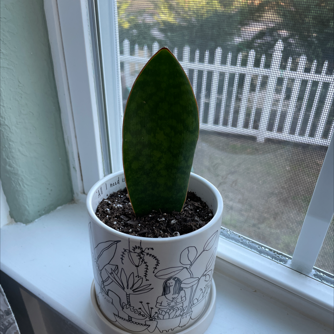Whale Fin Snake Plant in a decorative pot on a windowsill, appears healthy.