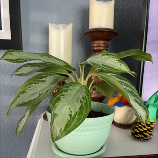 Chinese Evergreen plant in Norfolk, Virginia