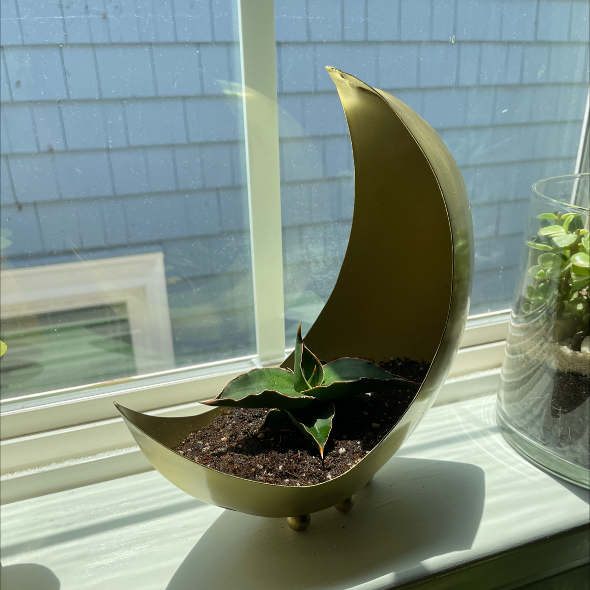 Samurai Dwarf Snake Plant in a crescent-shaped pot on a windowsill.