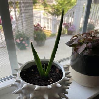 Cylindrical Snake Plant plant in Norfolk, Virginia
