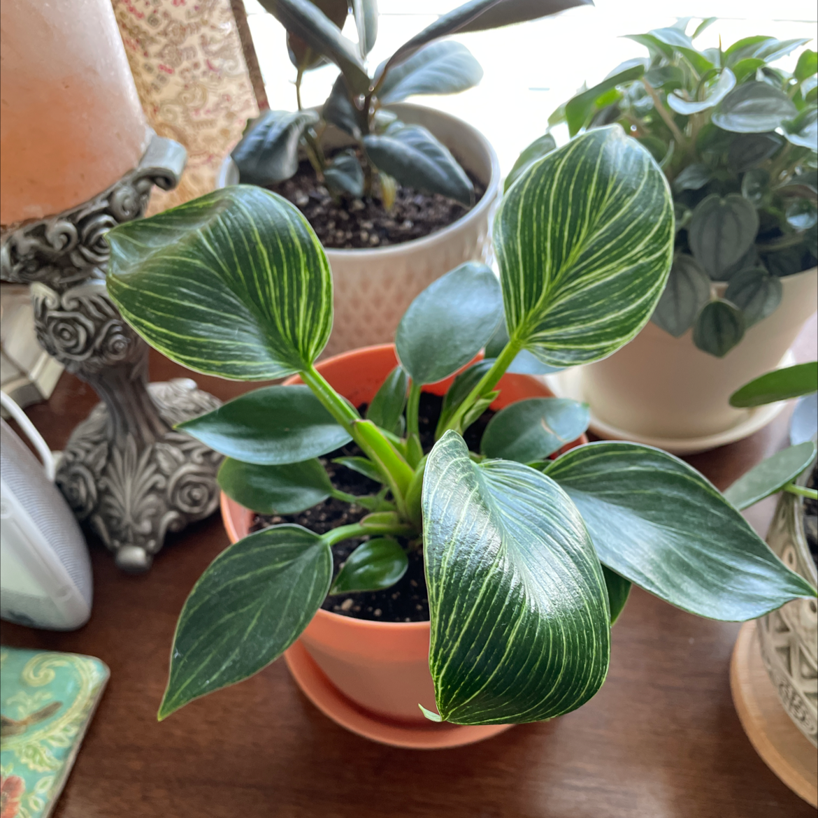 Philodendron Birkin plant photo by @treehuggin_jess named Burke on Greg, the plant care app.