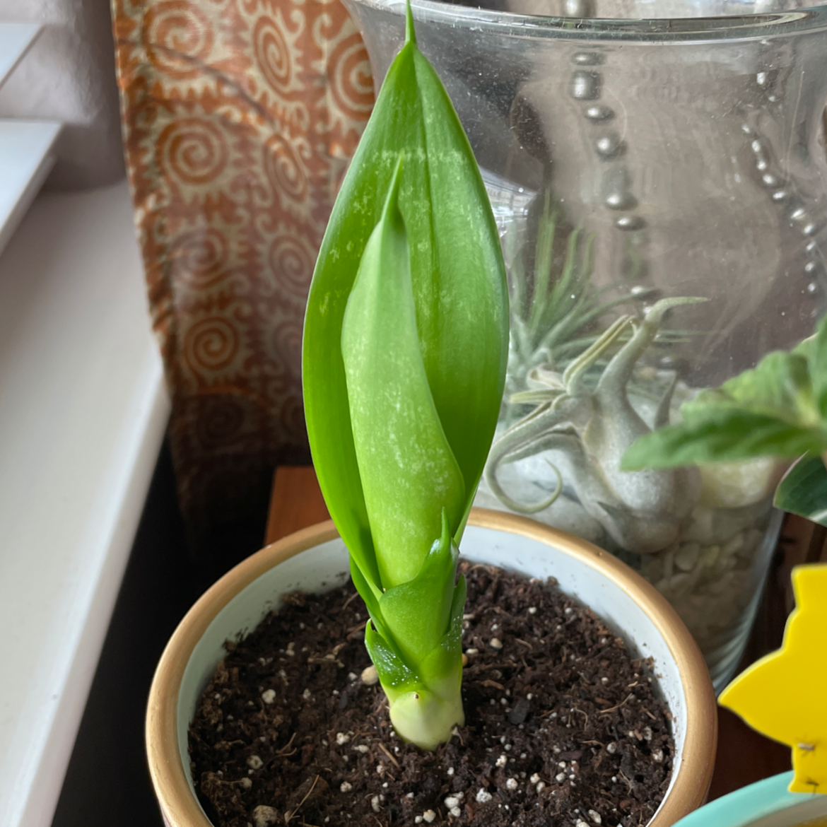 Sansevieria Black Dragon plant in a pot with visible soil, healthy green leaves.