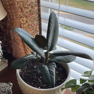Rubber Plant plant in Norfolk, Virginia