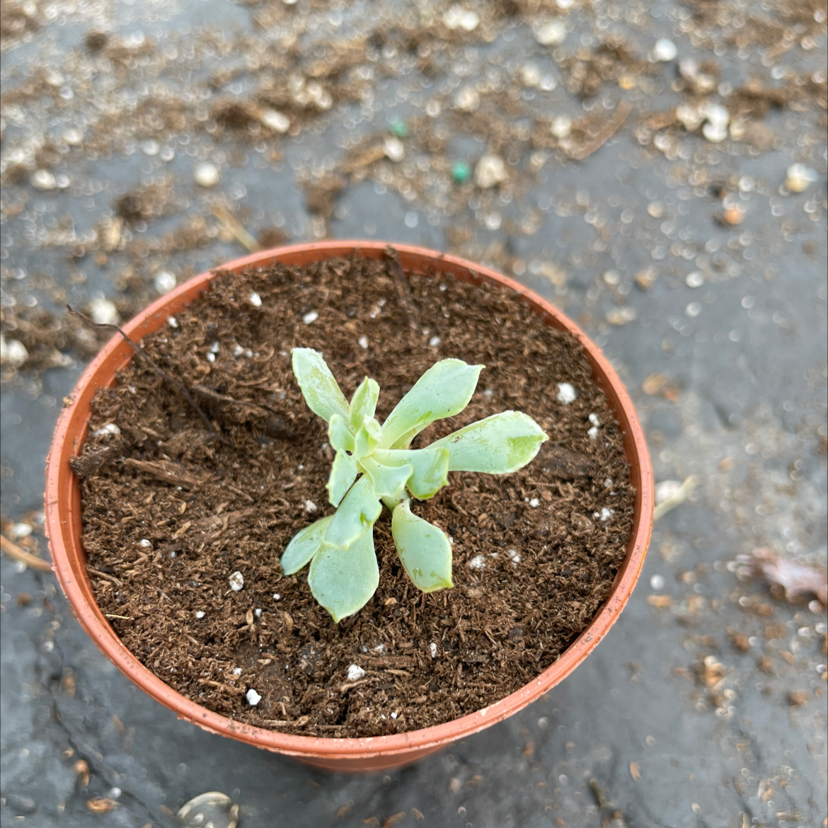 Small potted Mexican Hens plant with green leaves in early growth stage.