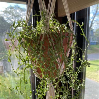 String of Dolphins plant in Rochester, New York