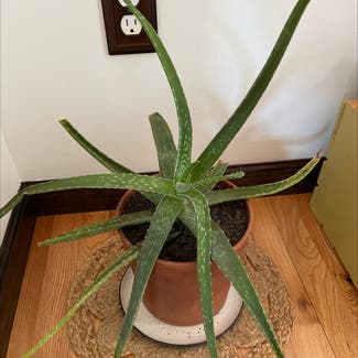 Aloe Vera plant in Rochester, New York