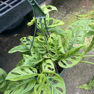 Window Leaf plant in Rochester, New York