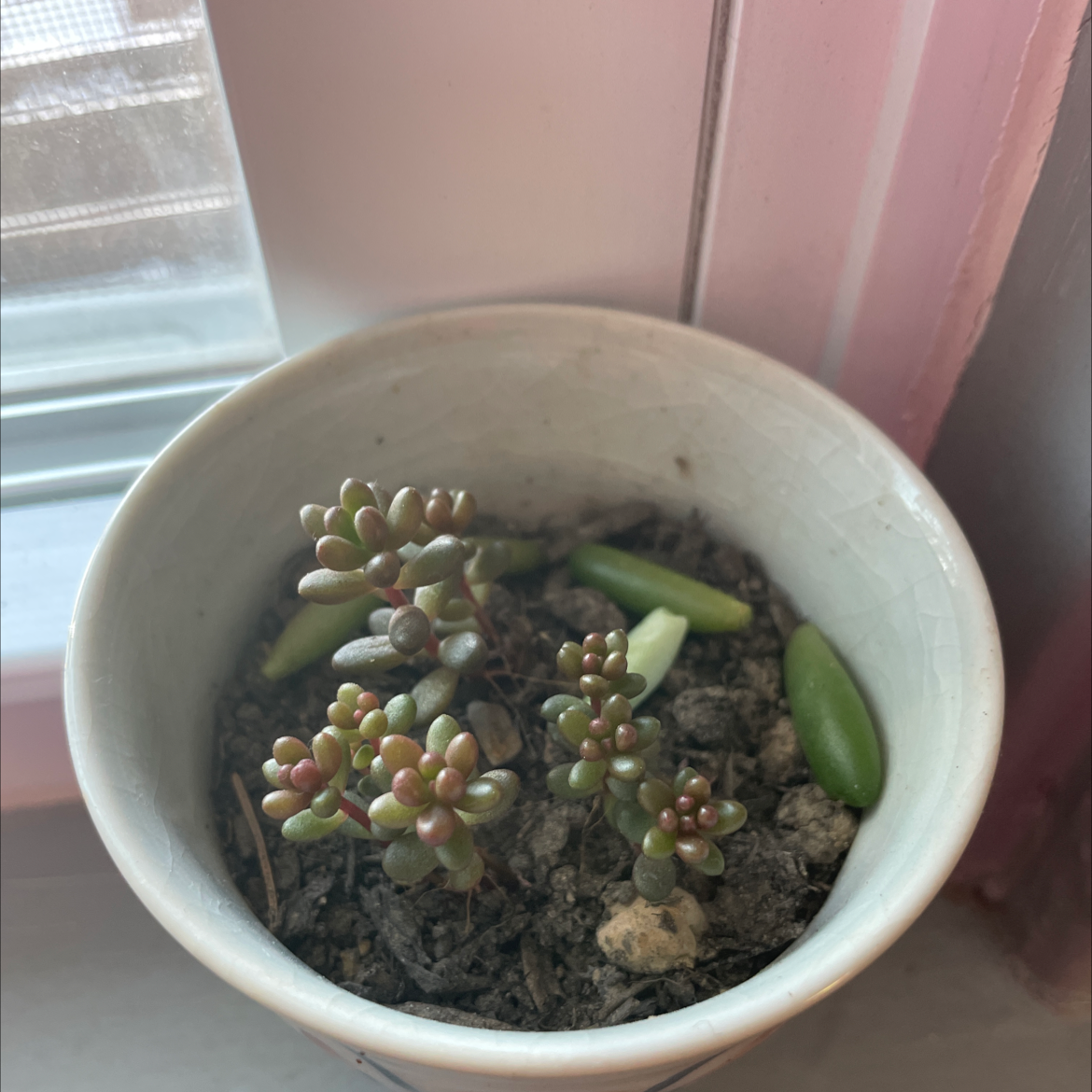 Potted White Stonecrop plant near a window in a ceramic pot with visible soil.