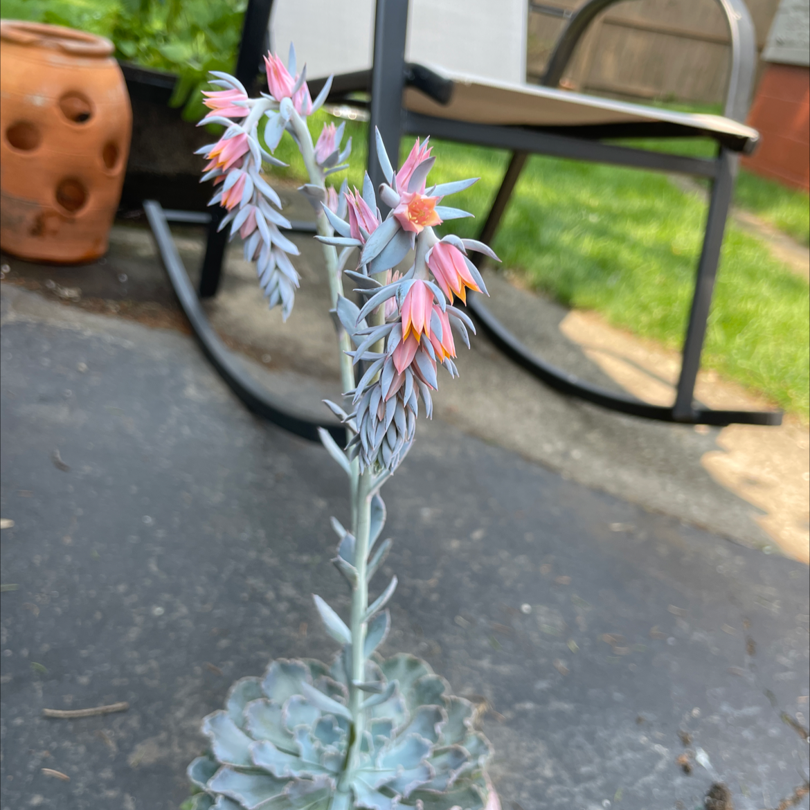 Photo of the plant species Mexican Hens by @rachelplant named Eva on Greg, the plant care app