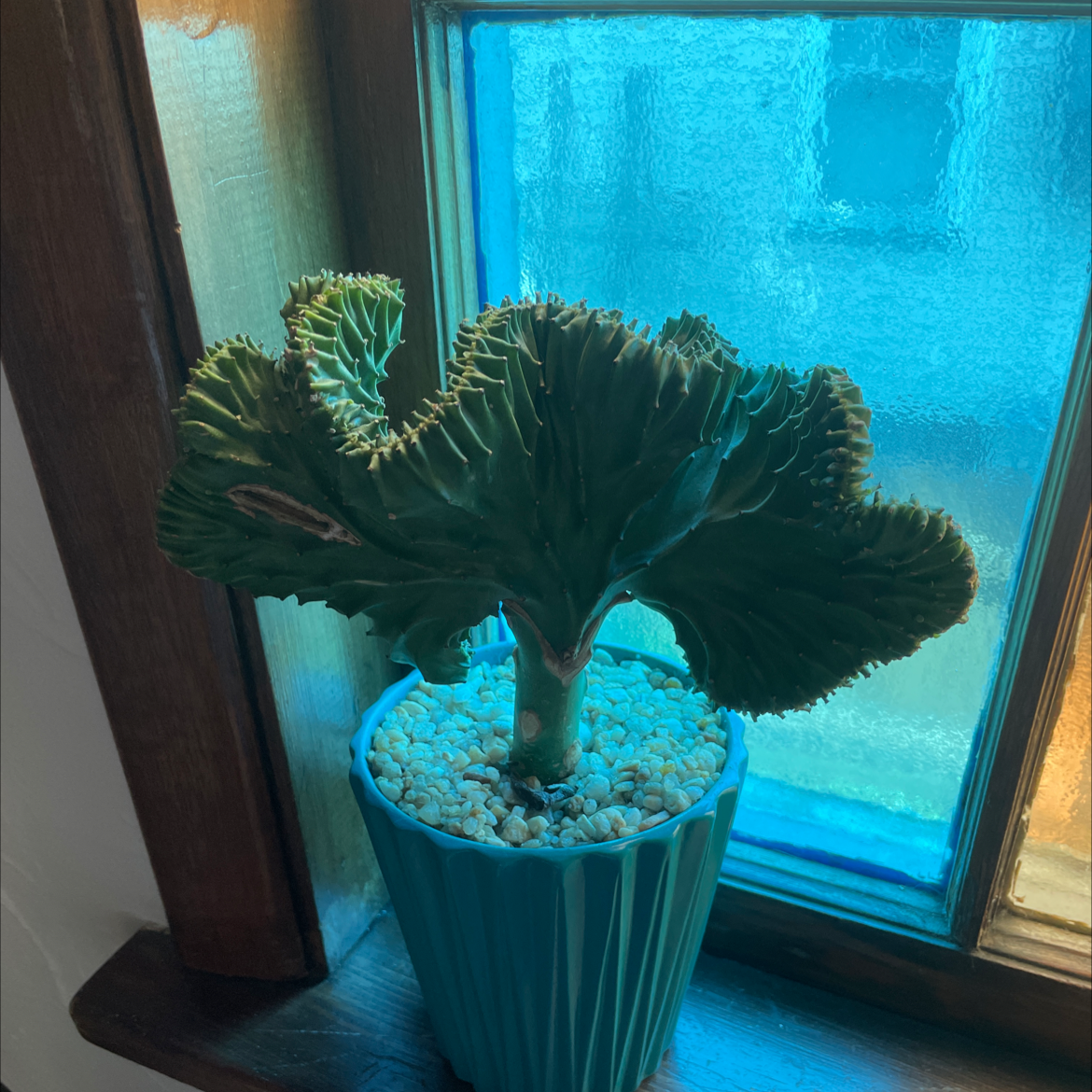 Photo of the plant species Crested Elkhorn by @rachelplant named Planty on Greg, the plant care app