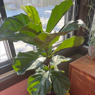 Fiddle Leaf Fig plant in Rochester, New York