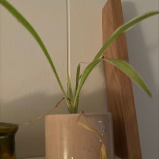 Spider Plant plant in Rochester, New York