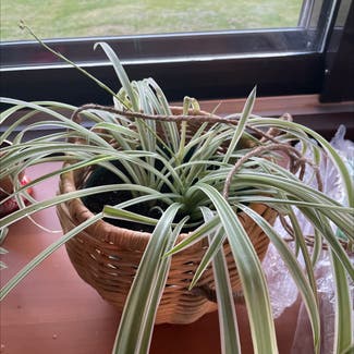 Spider Plant plant in Rochester, New York