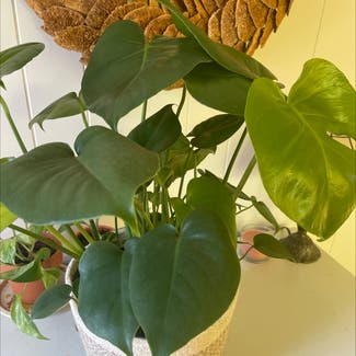 Heartleaf Philodendron plant in Rochester, New York