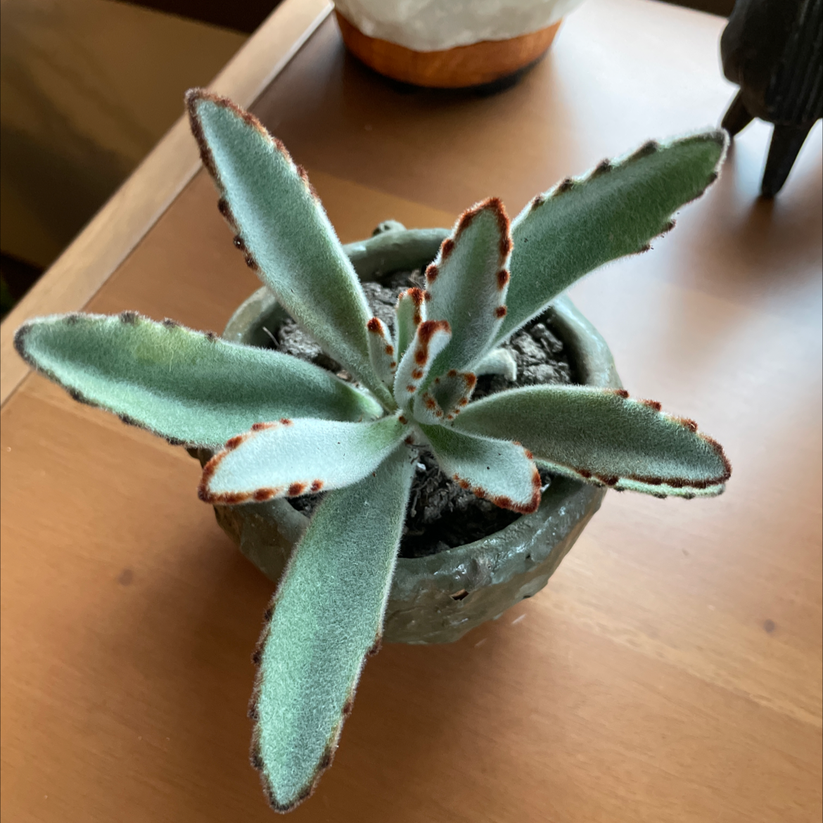 Photo of the plant species Panda Plant by @rachelplant named Softie on Greg, the plant care app