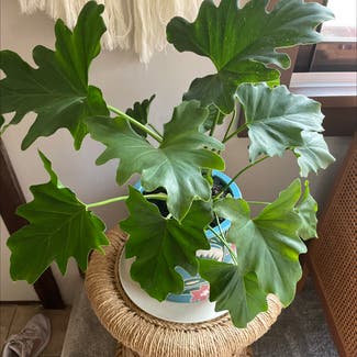 Philodendron Xanadu plant in Rochester, New York